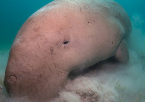 Pelagic trail Deluxe: Big fish and Dugong