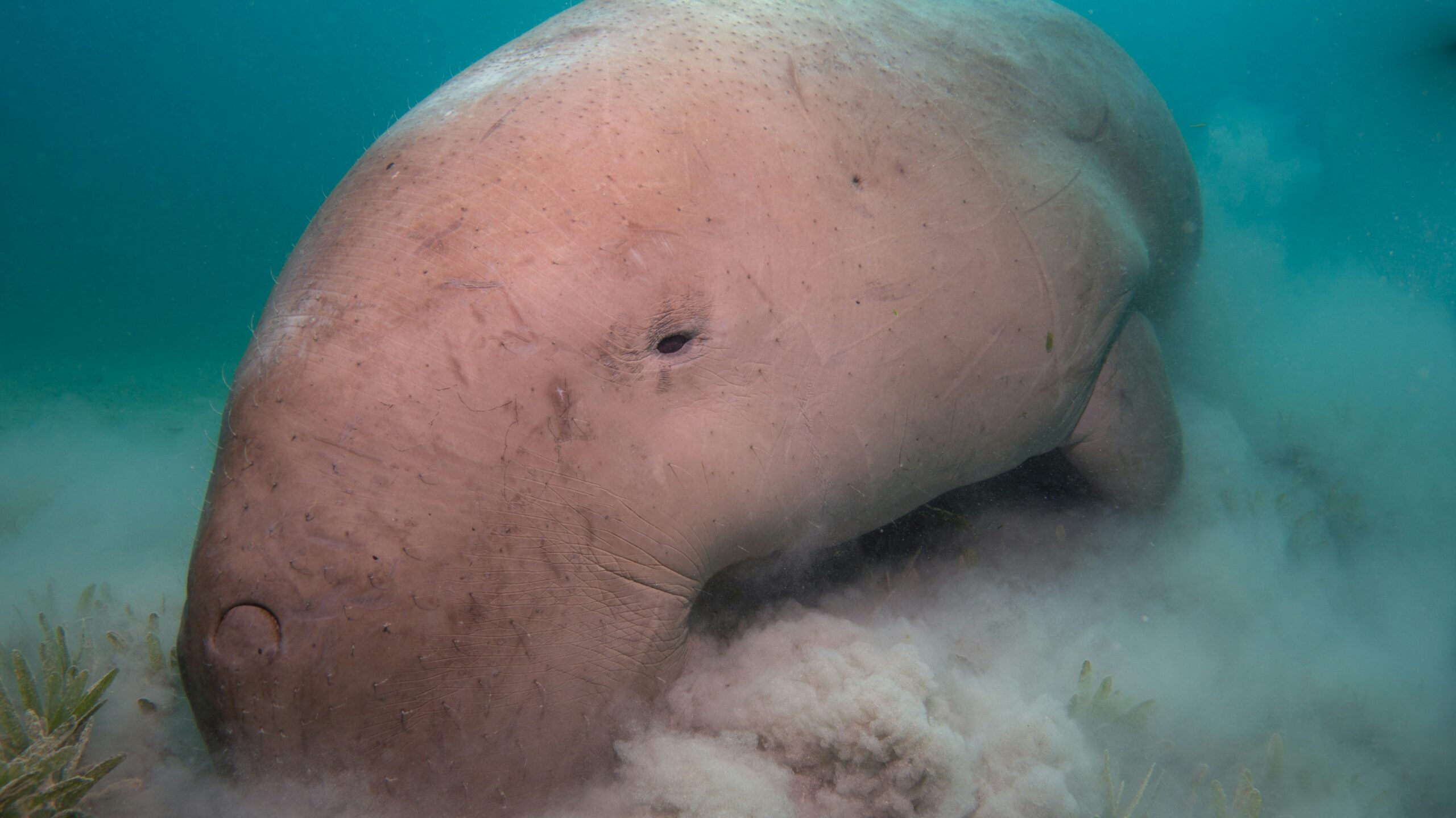 Snorkeling dugong Abu Dabbab mer Rouge — Sentier Pélagique Deluxe MY JPMarine