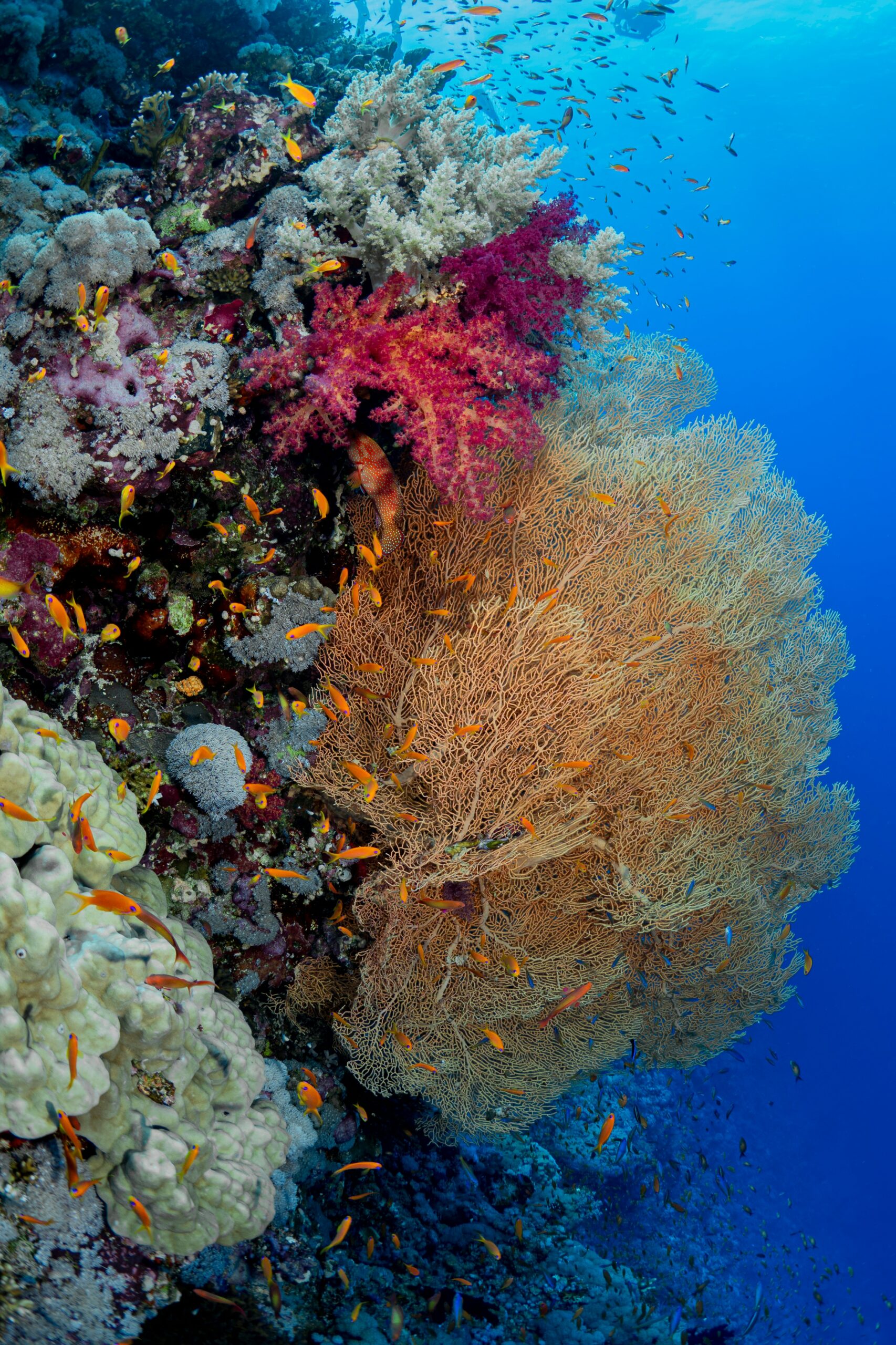 Jardins de coraux à Fury Shoal, mer Rouge — liveaboard plongée débutant
