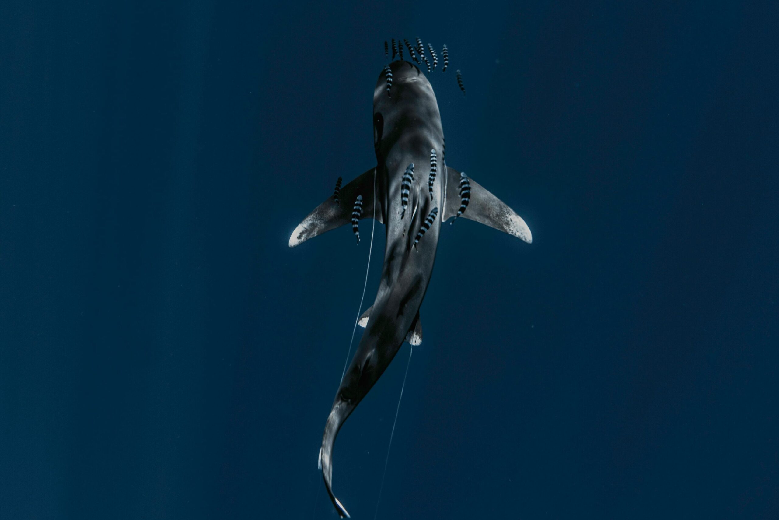 Shark dives with Dive Safari Master
