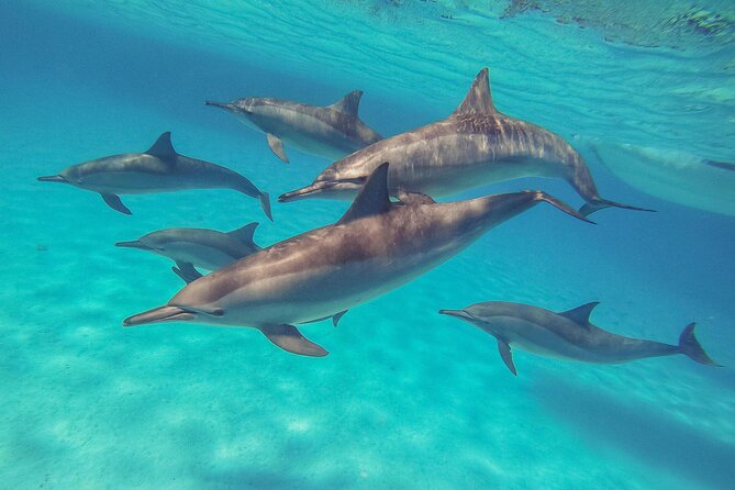 Dauphins au lagon de Sataya Reef, sud de la mer Rouge — MY JPMarine