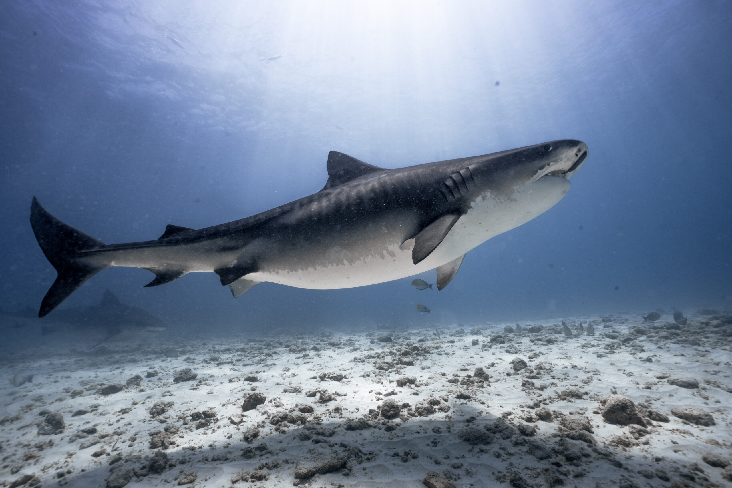 Marine wildlife at Fuvahmulah — DiveSafariMaster Maldives dive package