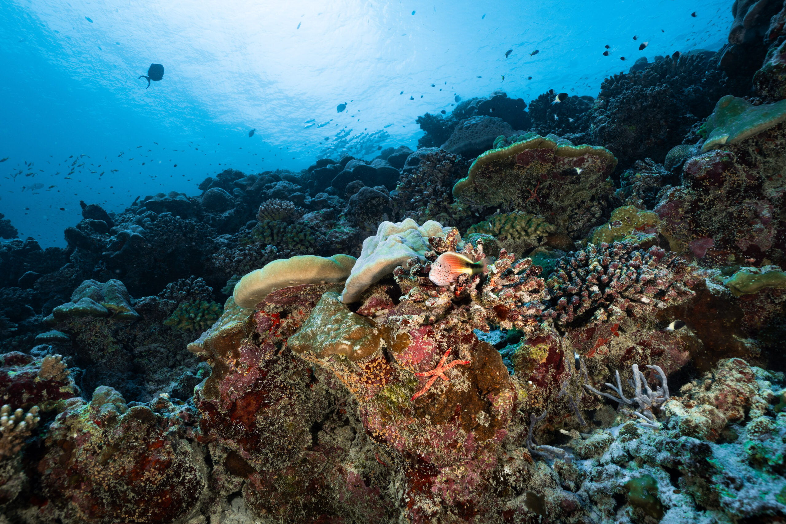 Pelagic life at Fuvahmulah, Maldives — DiveSafariMaster