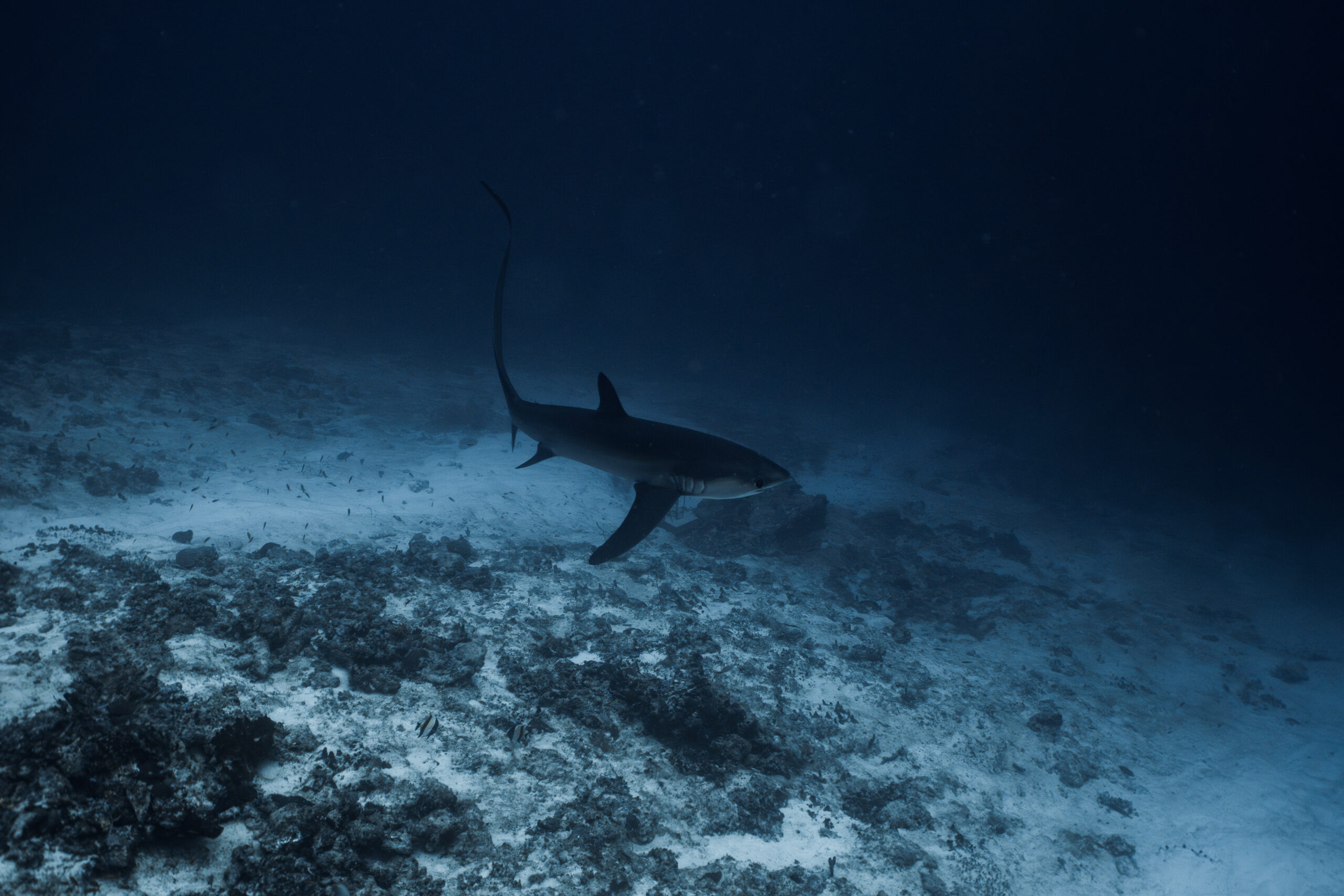 Reef life Fuvahmulah dive sites — DiveSafariMaster Maldives