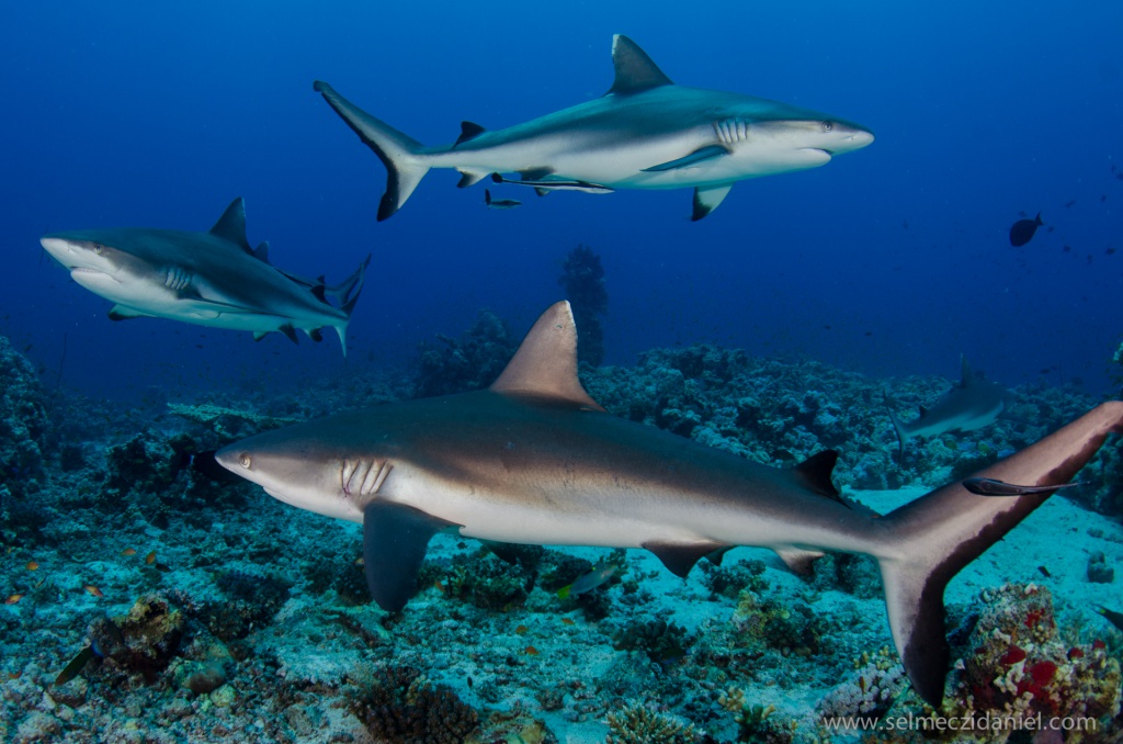 Banc de requins-marteaux aux Brothers Islands en Mer Rouge, itinéraire BDE
