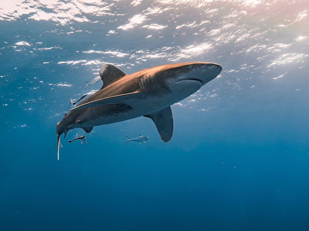 Silhouette d'un plongeur aux côtés d'un requin-marteau à Daedalus