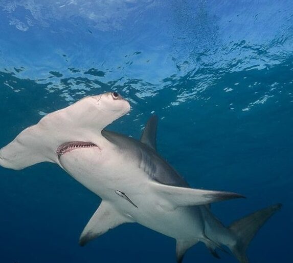 Requin-marteau halicorne au récif de Daedalus en Mer Rouge, plateau sud
