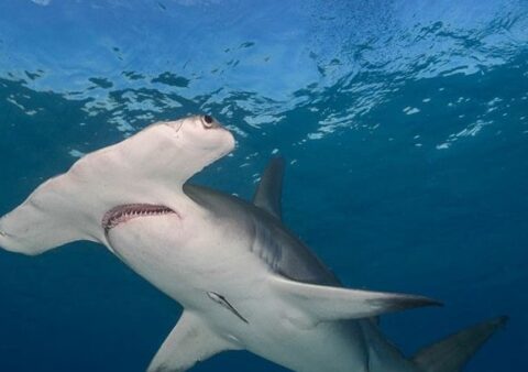 Requins en mer Rouge – Chances d&rsquo;observation mois par mois
