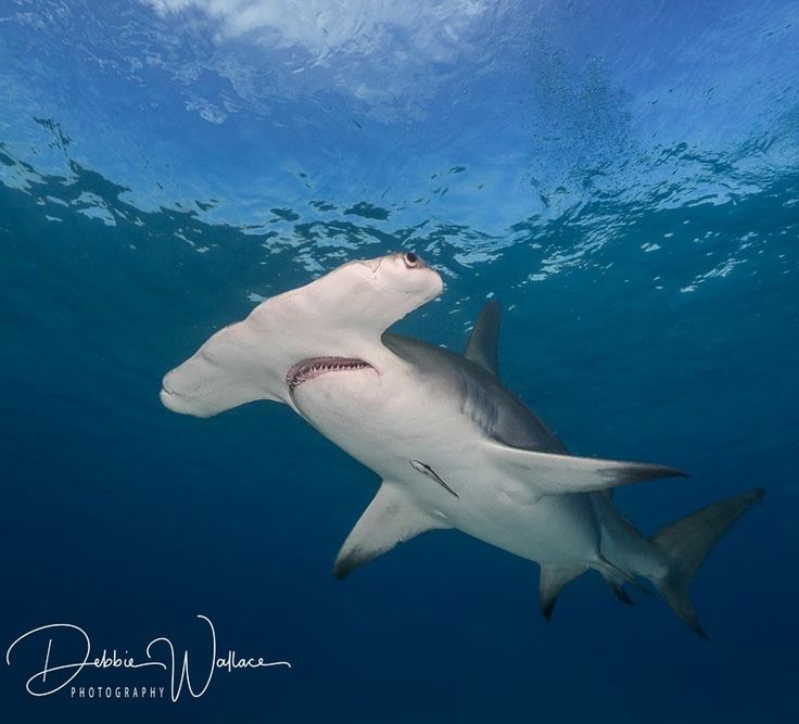 Requin-marteau halicorne en Mer Rouge