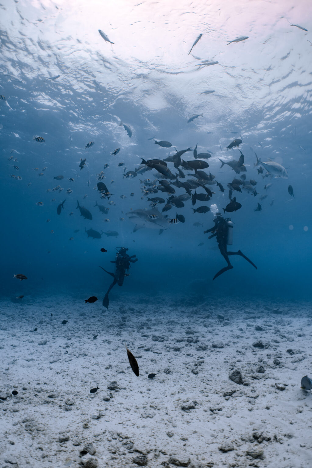 Diver with tiger shark at Fuvahmulah, Maldives