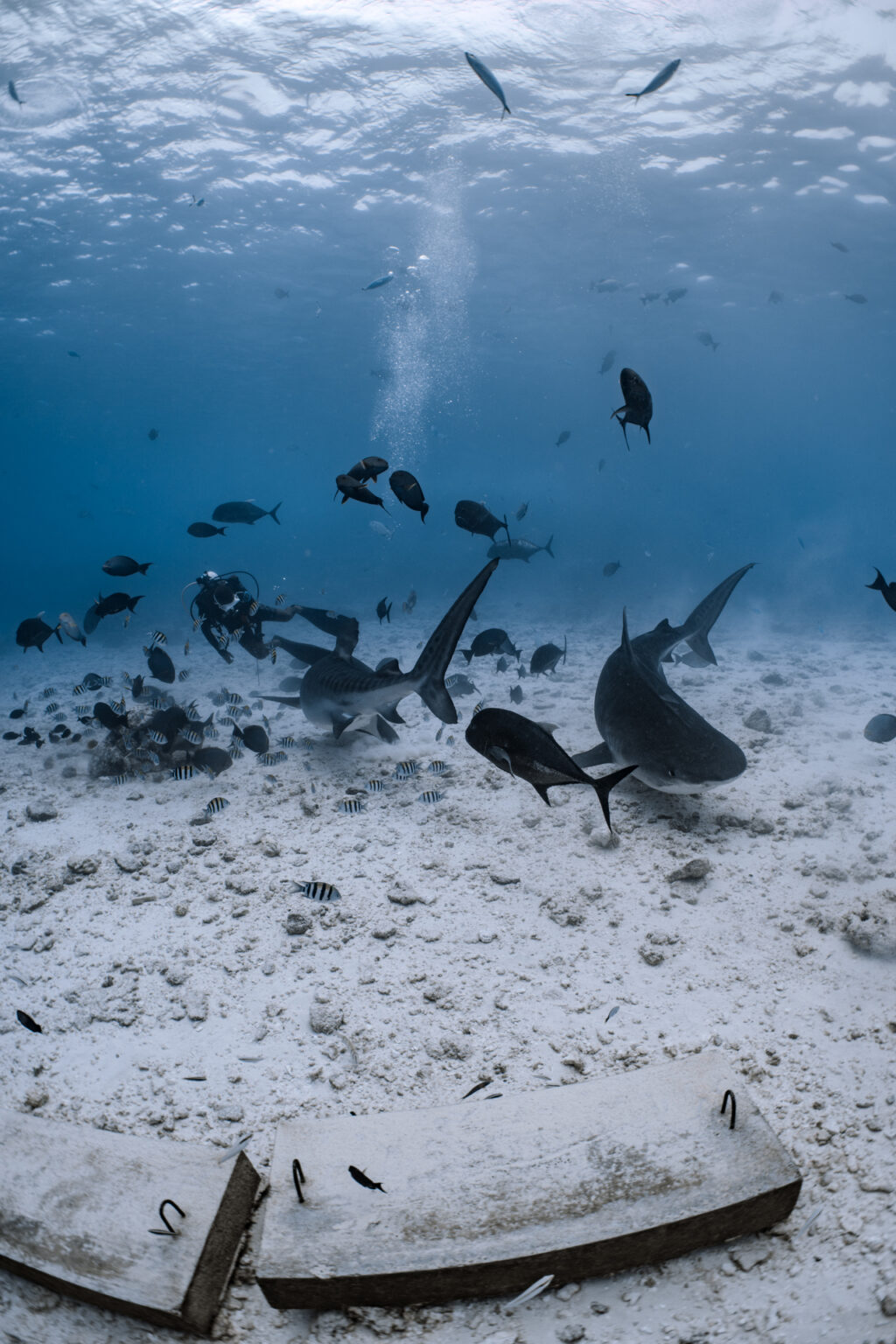 Tiger shark diving Fuvahmulah