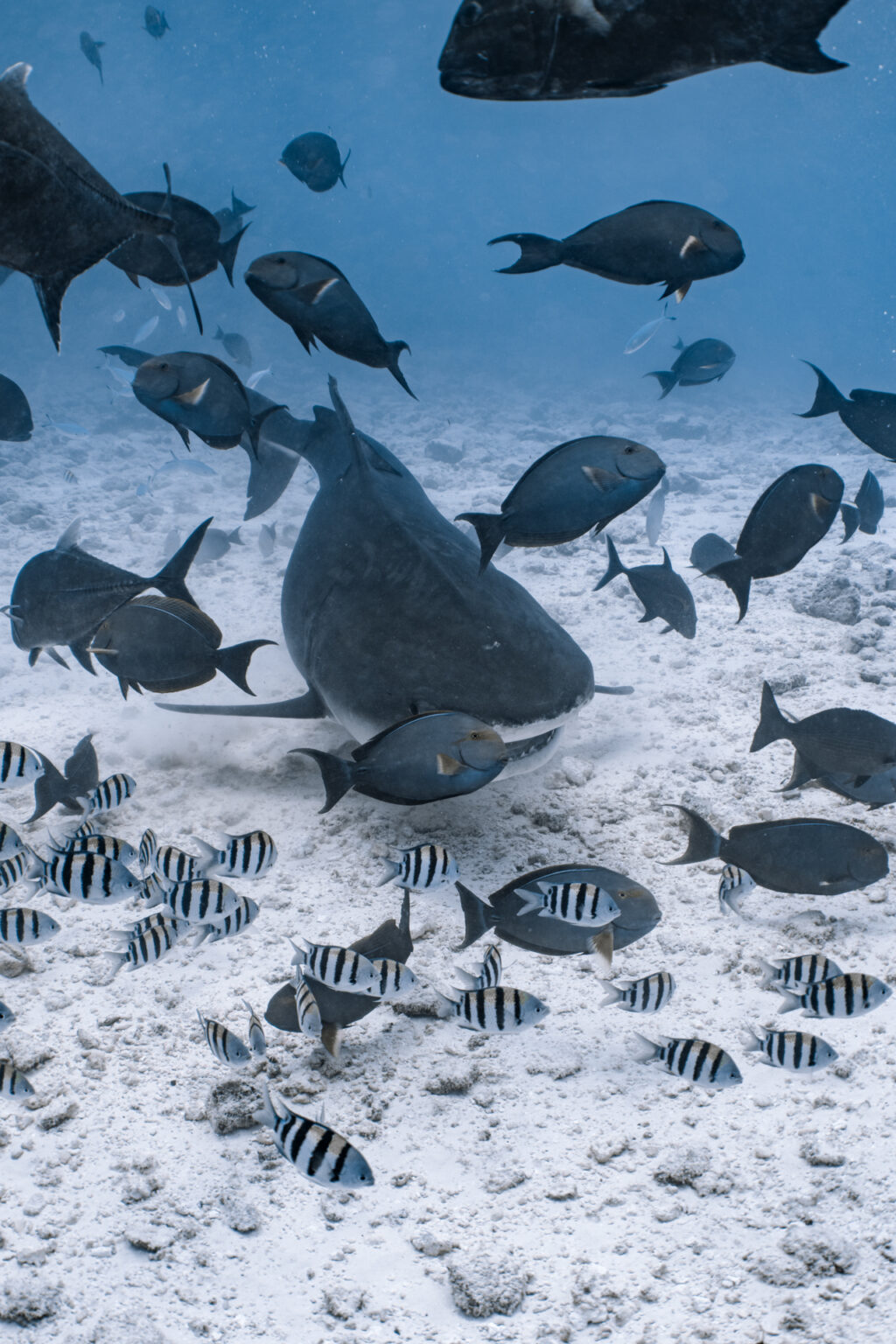 Tiger shark at Tiger Point, Fuvahmulah southern Maldives