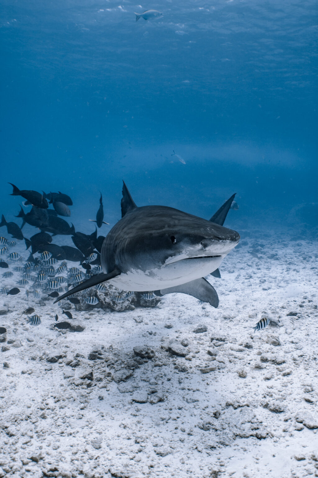 Tiger shark close encounter at Tiger Wall, Fuvahmulah