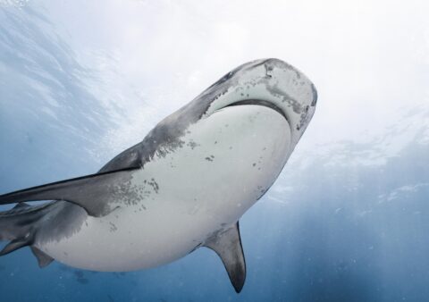 Tiger Shark Diving Fuvahmulah: How to Prepare
