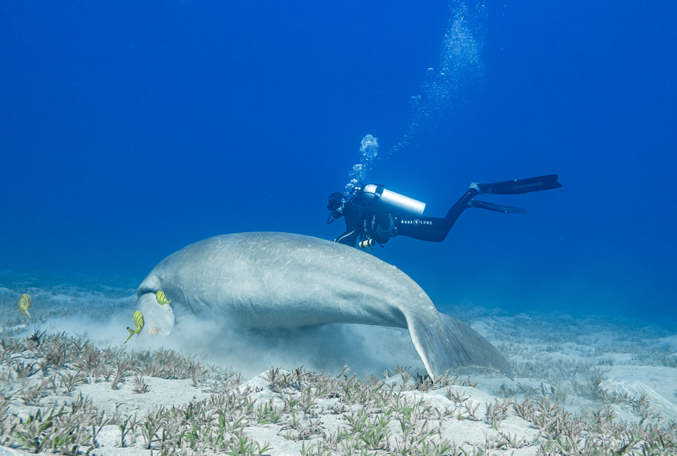 Scuba diver encountering dugong at Abu Dabbab Marsa Alam Egypt
