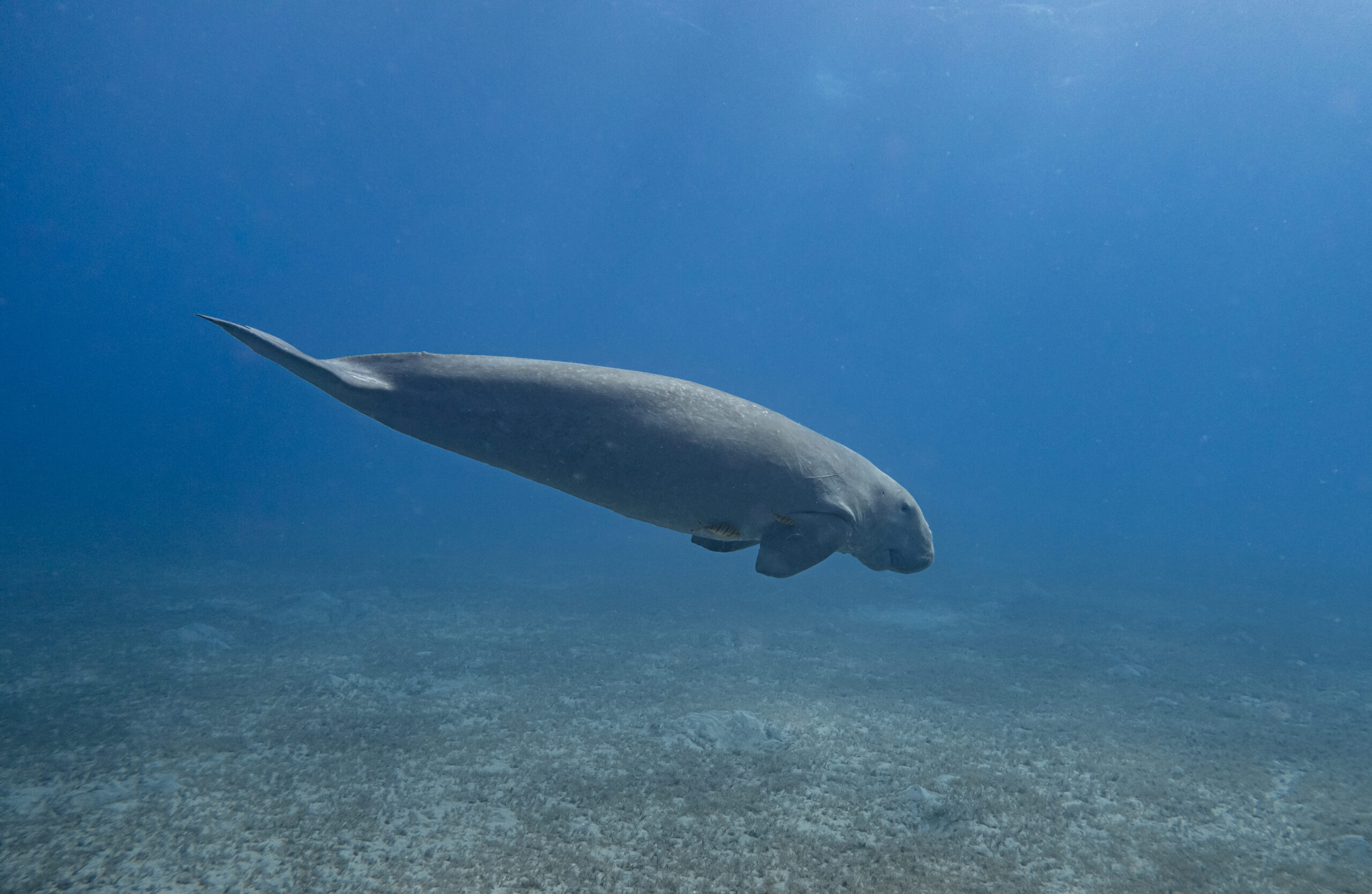 Dugong swimming underwater at Abu Dabbab Bay Marsa Alam Red Sea Egypt