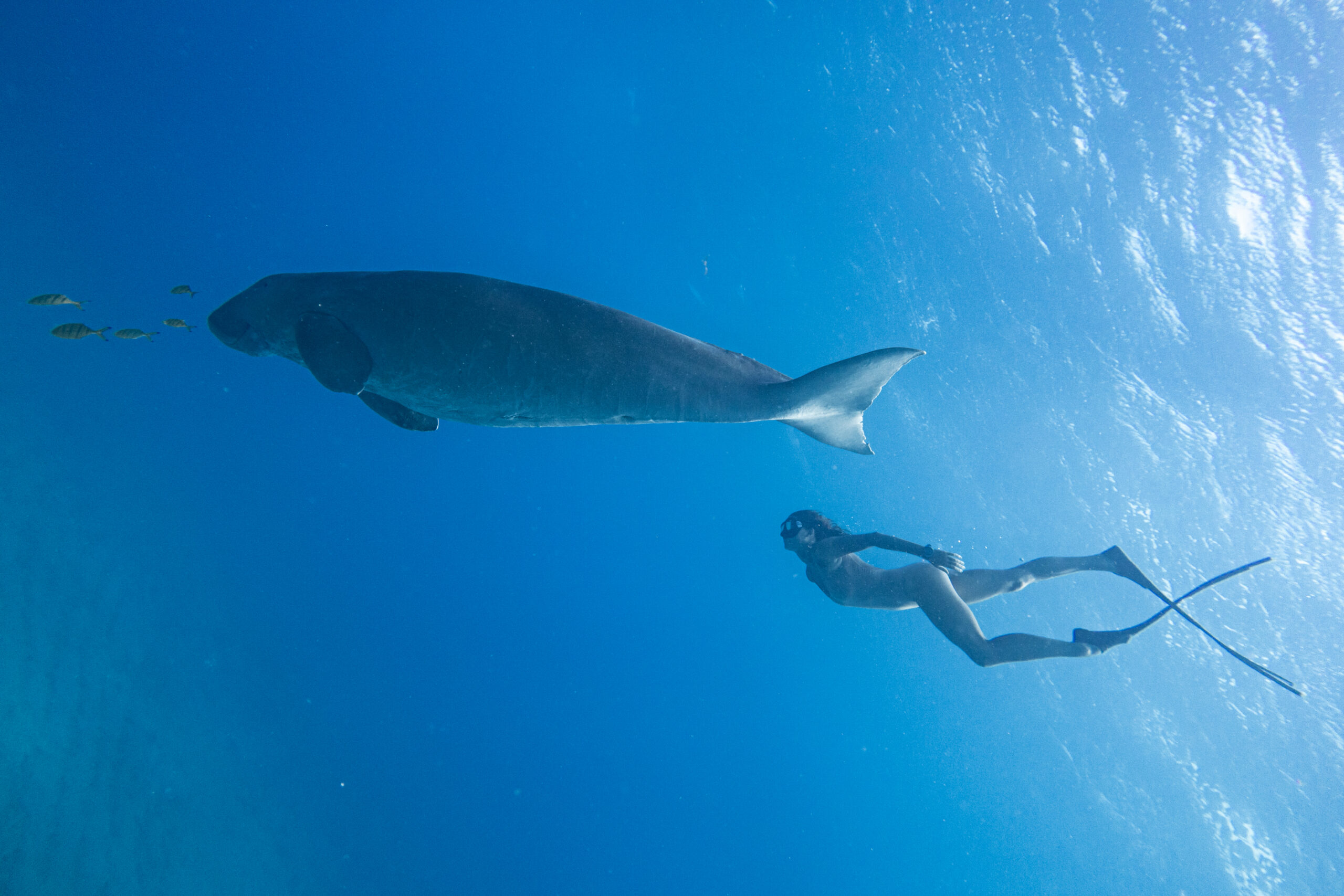 Snorkeler with dugong at Abu Dabbab Bay Marsa Alam Red Sea