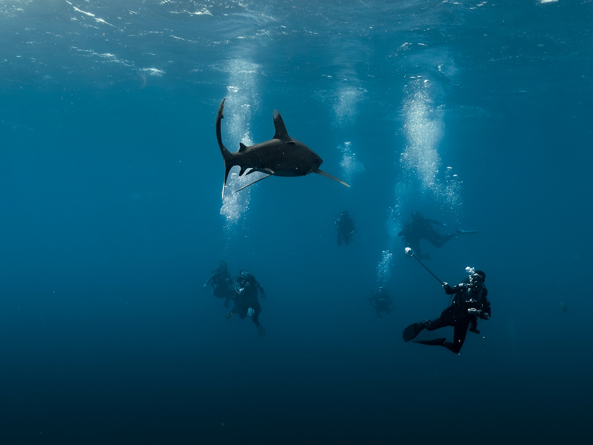 Rencontre avec un requin en croisière plongée dans le sud de la Mer Rouge