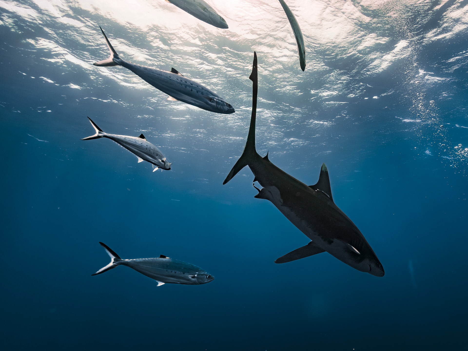 Grey reef sharks patrolling Brothers Islands south plateau Red Sea