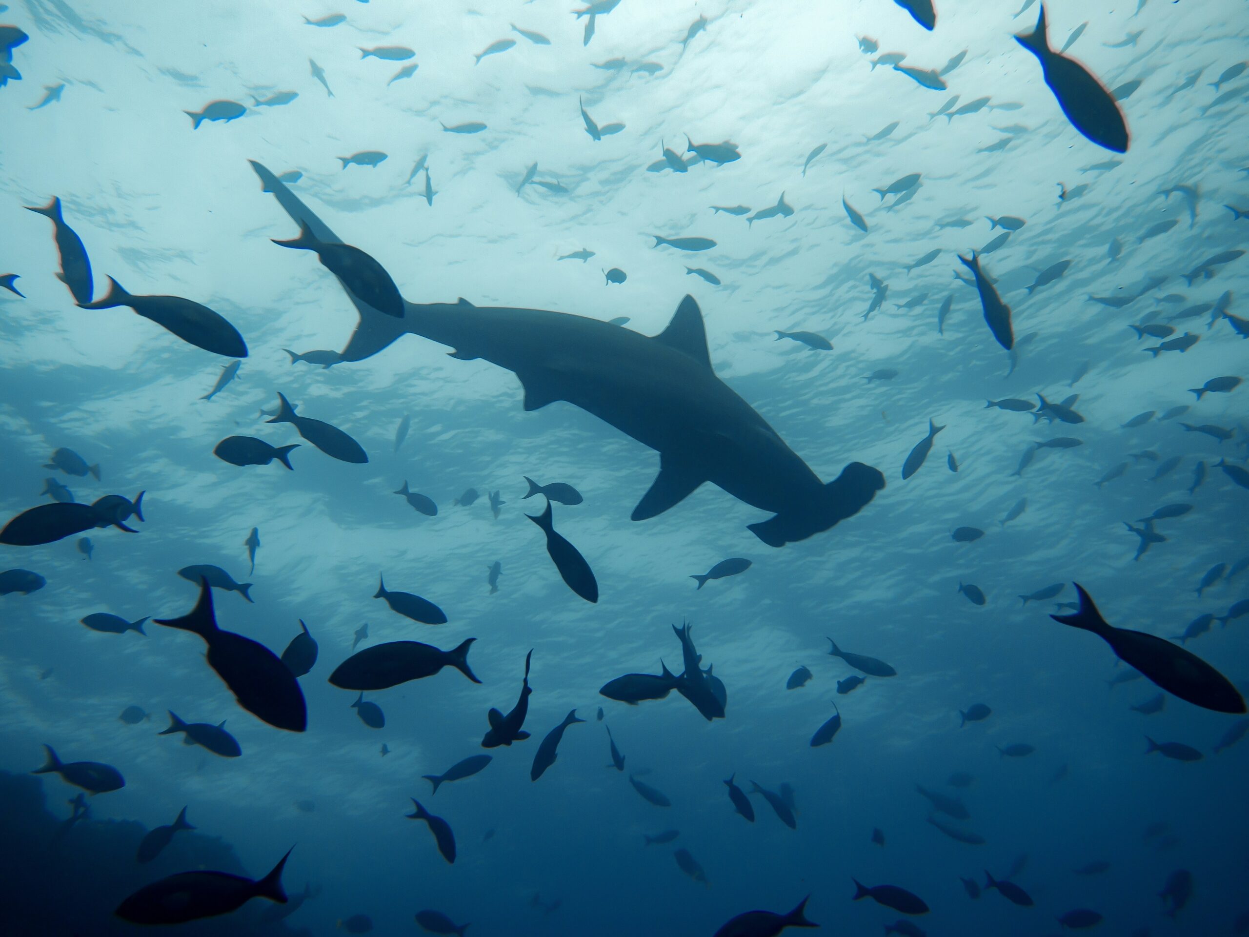 Oceanic whitetip shark close pass at Brothers Islands Red Sea