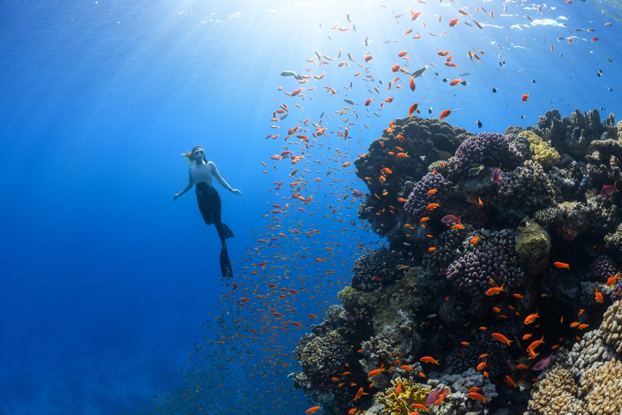 Pelagic fish schooling at a southern Red Sea reef drop-off