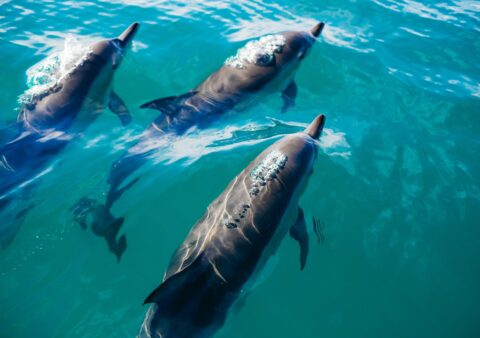 Comment choisir une croisière de plongée sécurisée en mer Rouge — Ce qu&rsquo;il faut vérifier avant de réserver