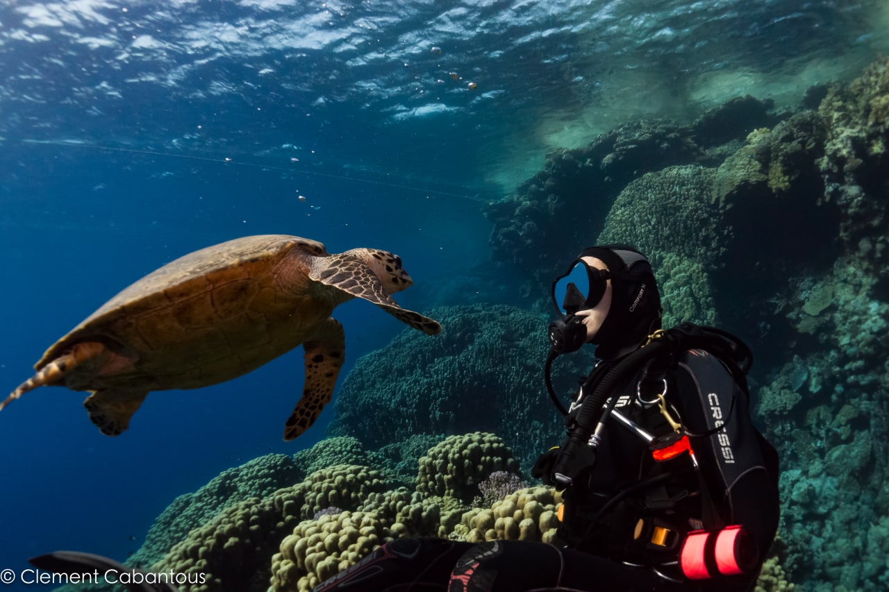 Diver descending on a Red Sea reef wall during a Nitrox liveaboard dive